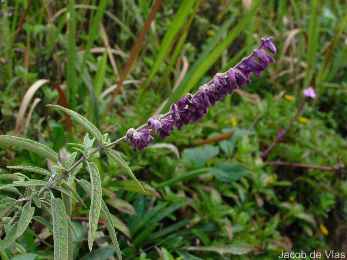 Salvia leucantha Cav.